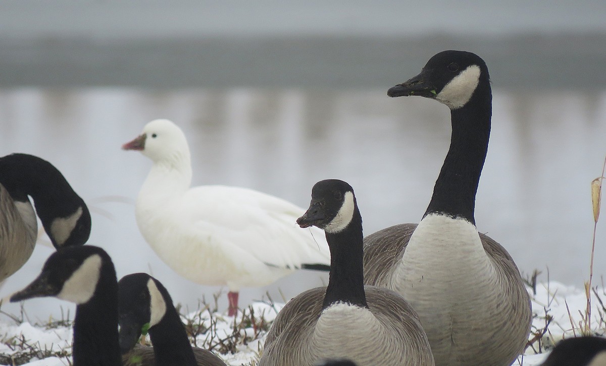 Canada Goose - ML646616932