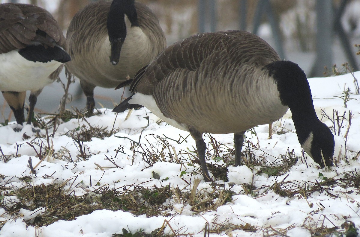 Canada Goose - ML646616933