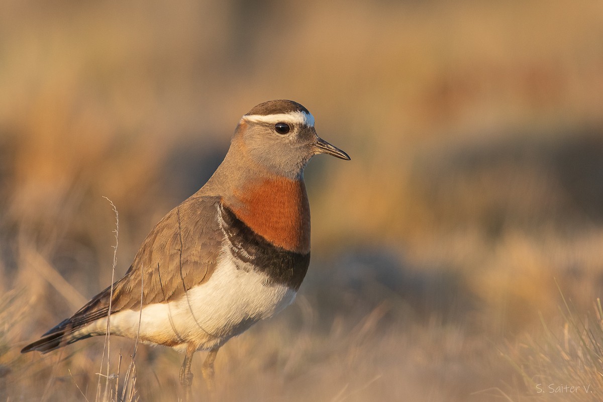Rufous-chested Dotterel - ML646616934