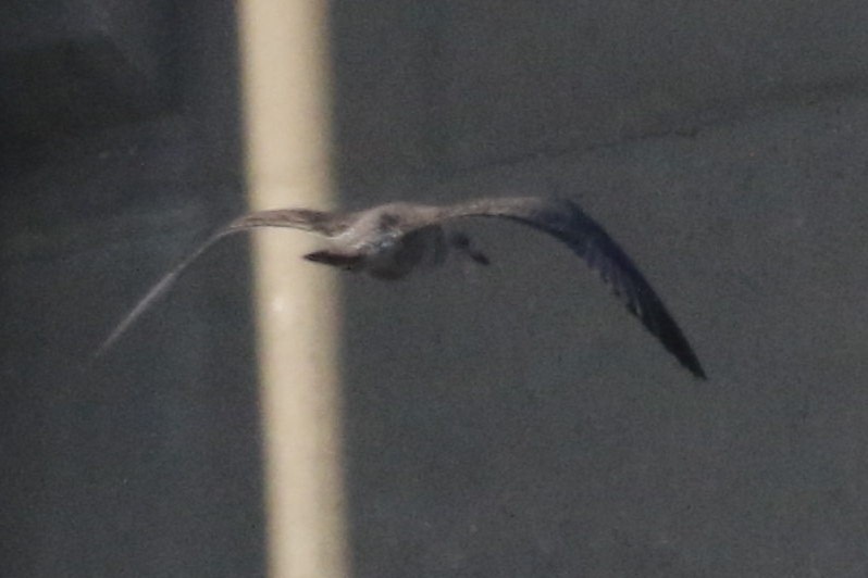 чайка sp. - ML646616935