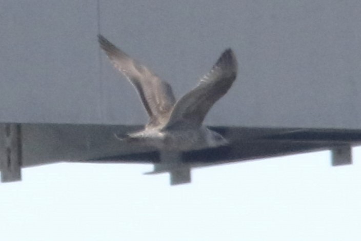 чайка sp. - ML646616936