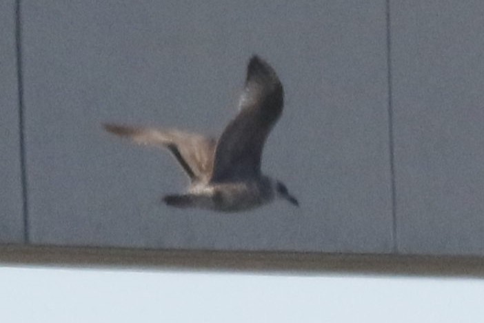 чайка sp. - ML646616937