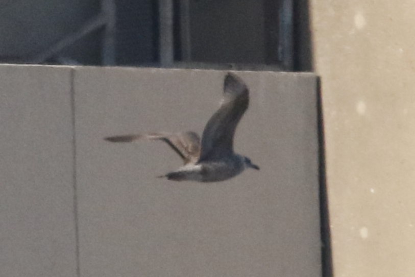 чайка sp. - ML646616938