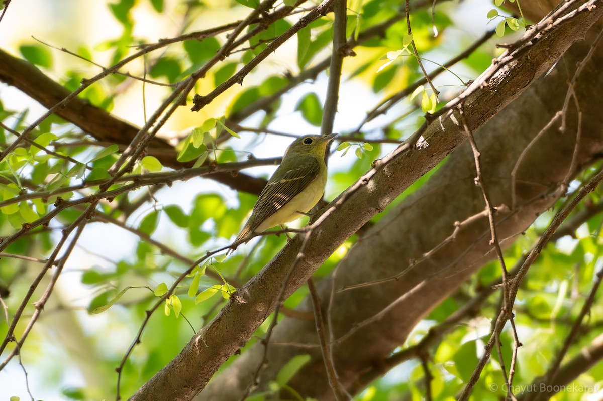 Green-backed Flycatcher - ML646616939