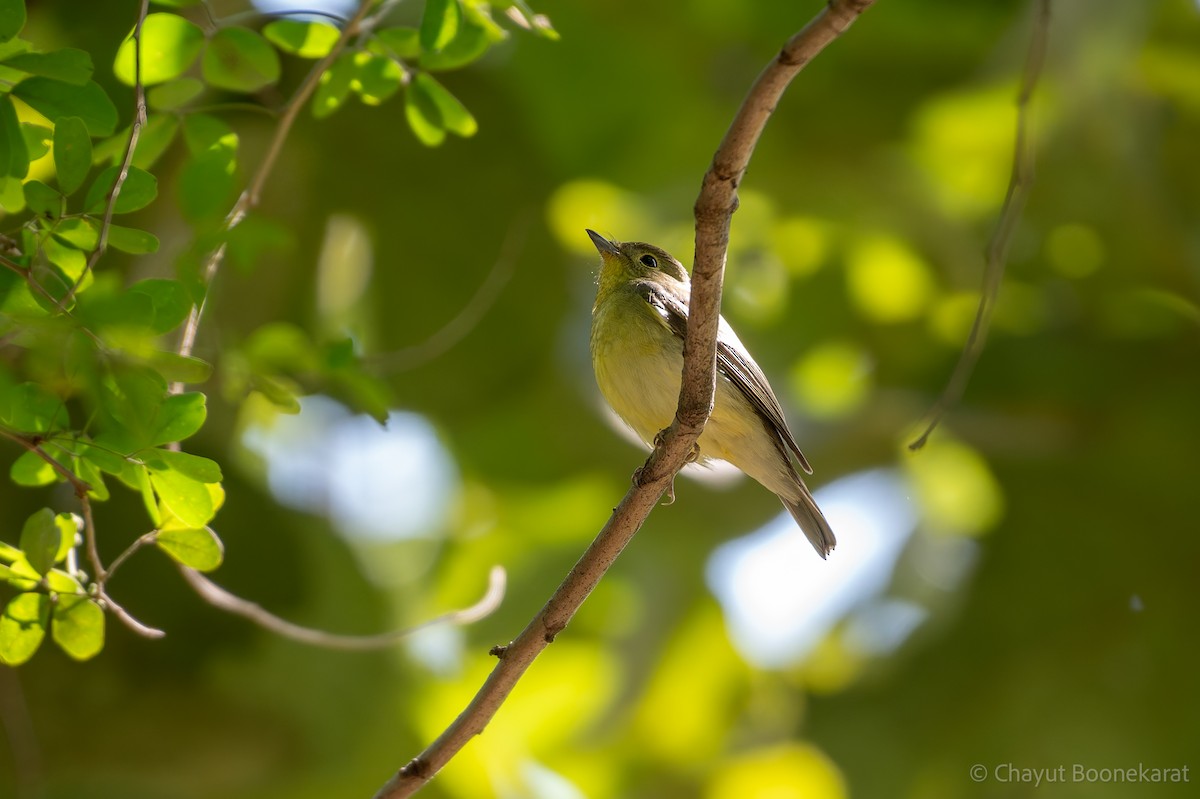 Green-backed Flycatcher - ML646616940