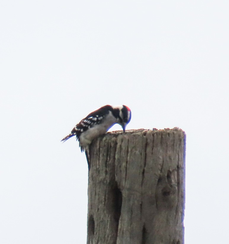 Yumuşak Tüylü Ağaçkakan - ML646616941