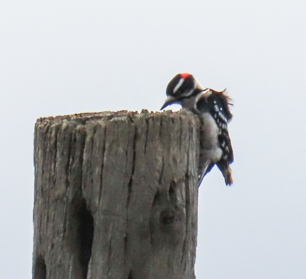 Yumuşak Tüylü Ağaçkakan - ML646616942