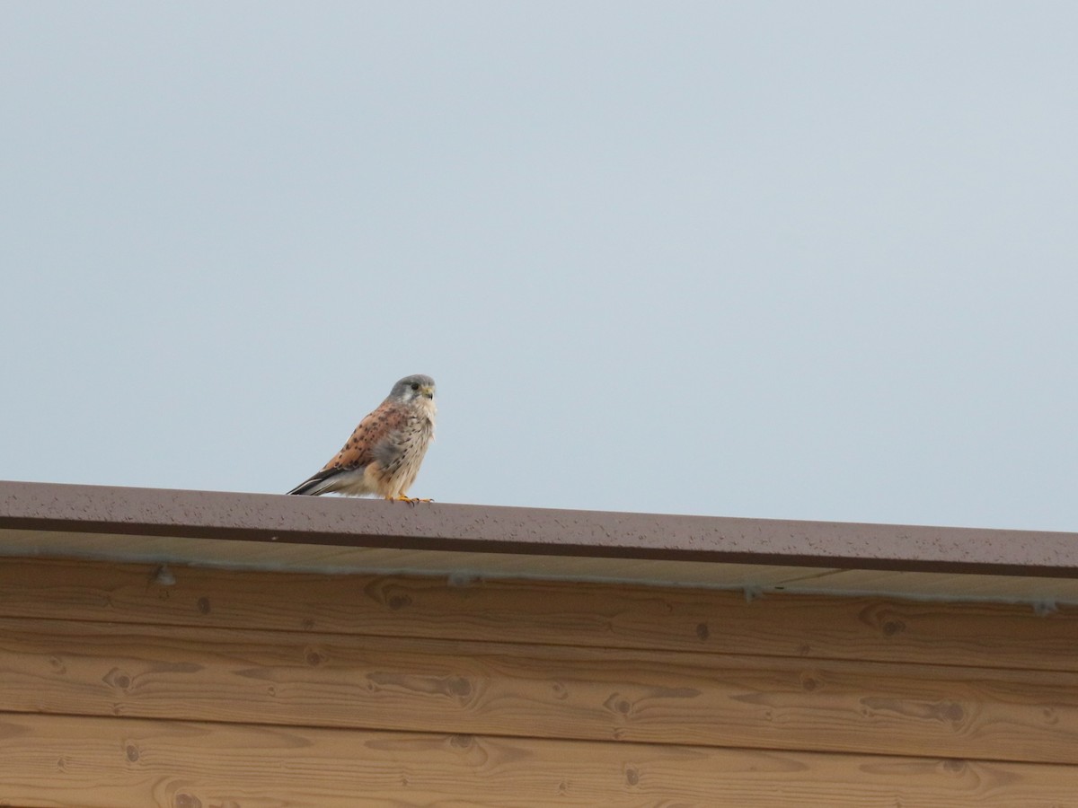 Eurasian Kestrel (Eurasian) - ML646616949