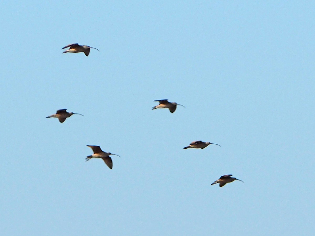 Long-billed Curlew - ML646616951