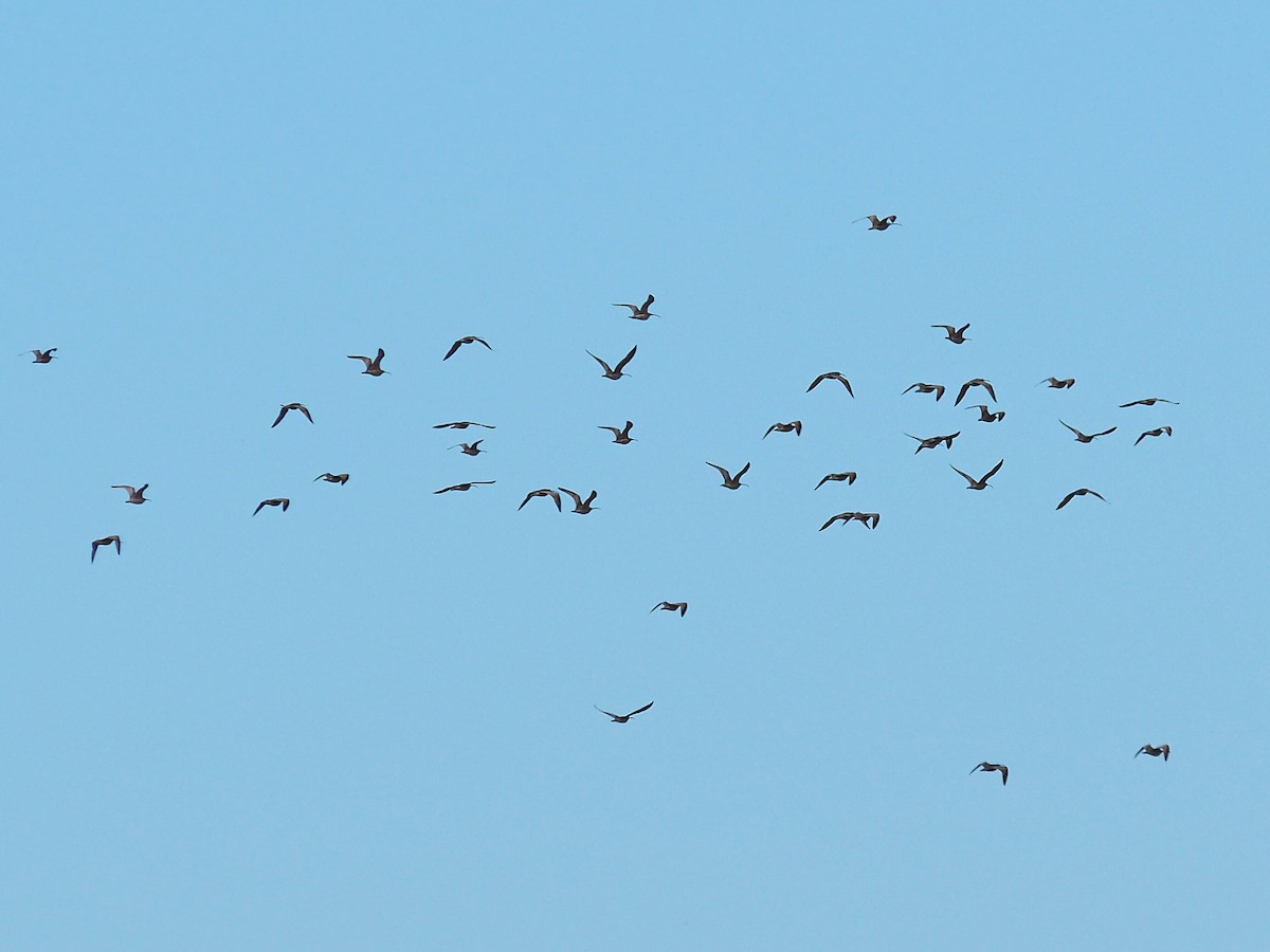 Long-billed Curlew - ML646616952