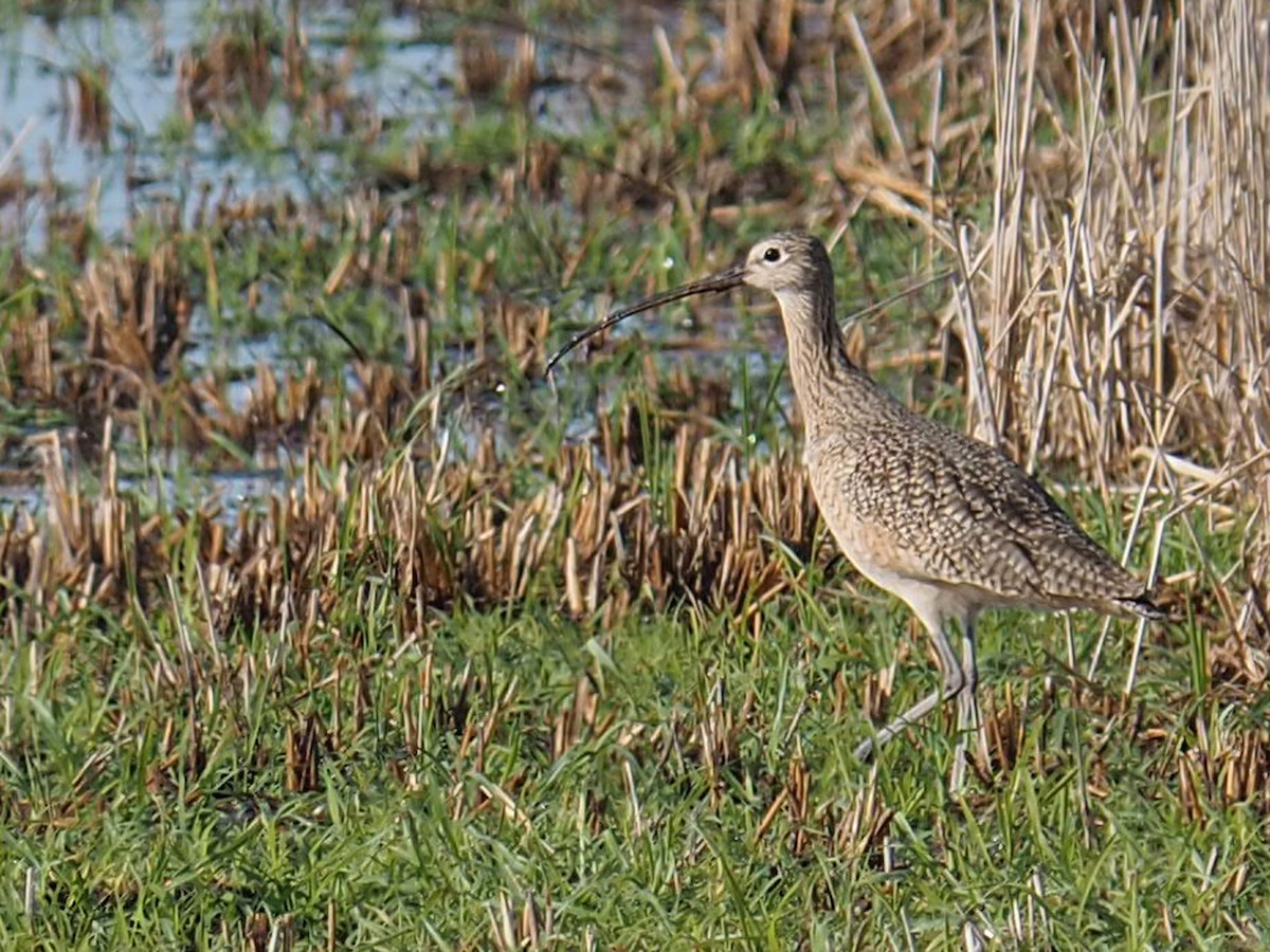 Long-billed Curlew - ML646616953