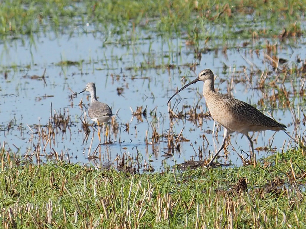 Long-billed Curlew - ML646616954
