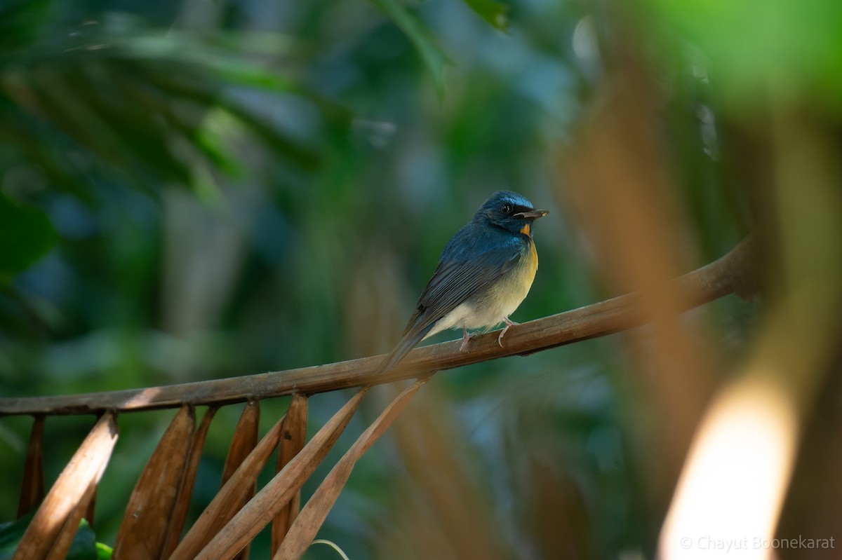 Chinese Blue Flycatcher - ML646616955