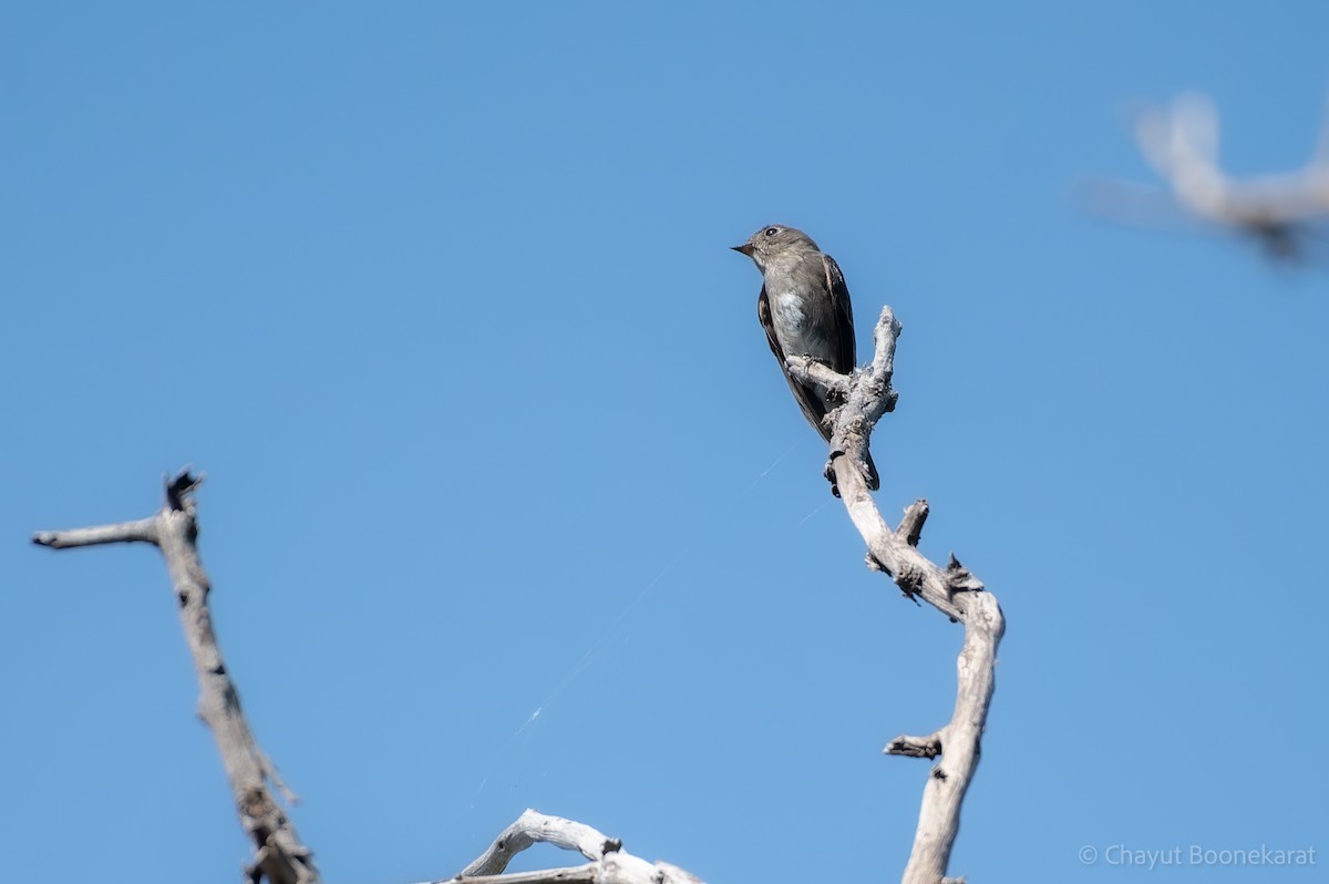 Dark-sided Flycatcher - ML646616960