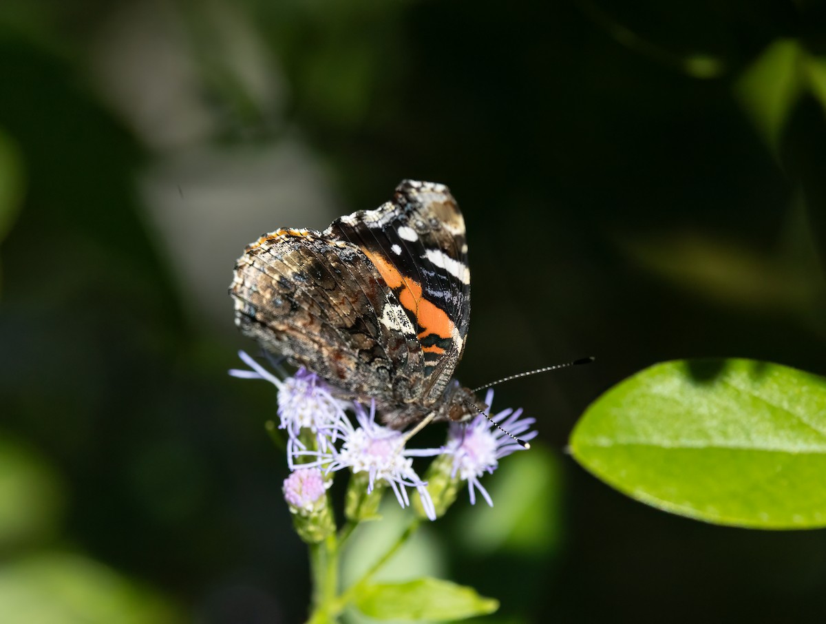 Animals - ML646616961