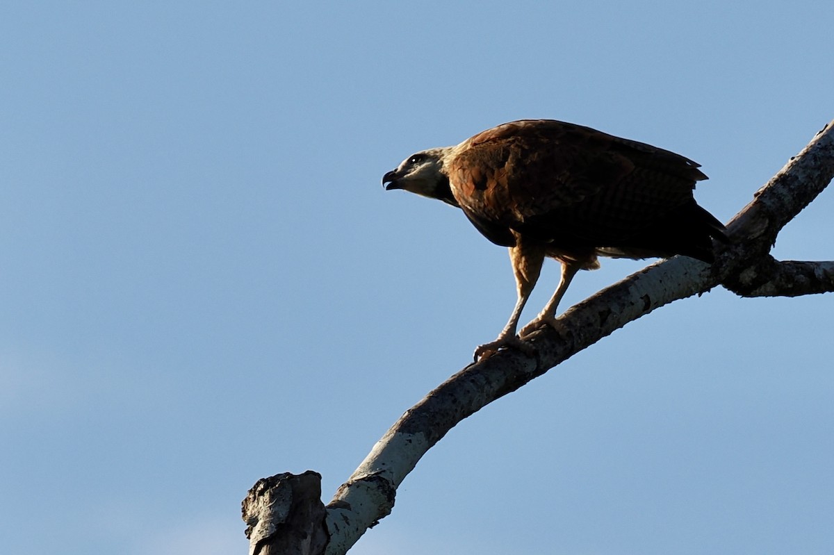 Black-collared Hawk - ML646616963