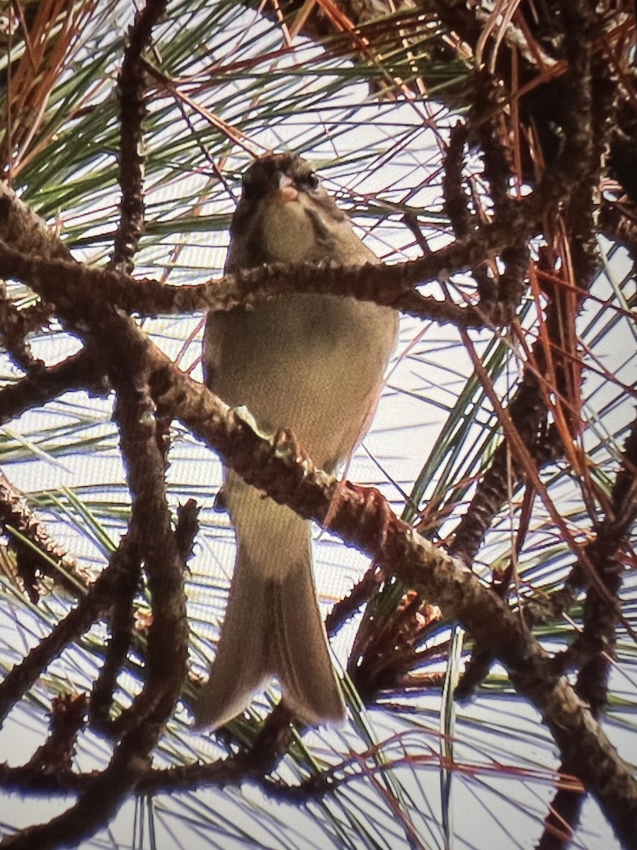 Cırcır Sesli Serçe - ML646616964