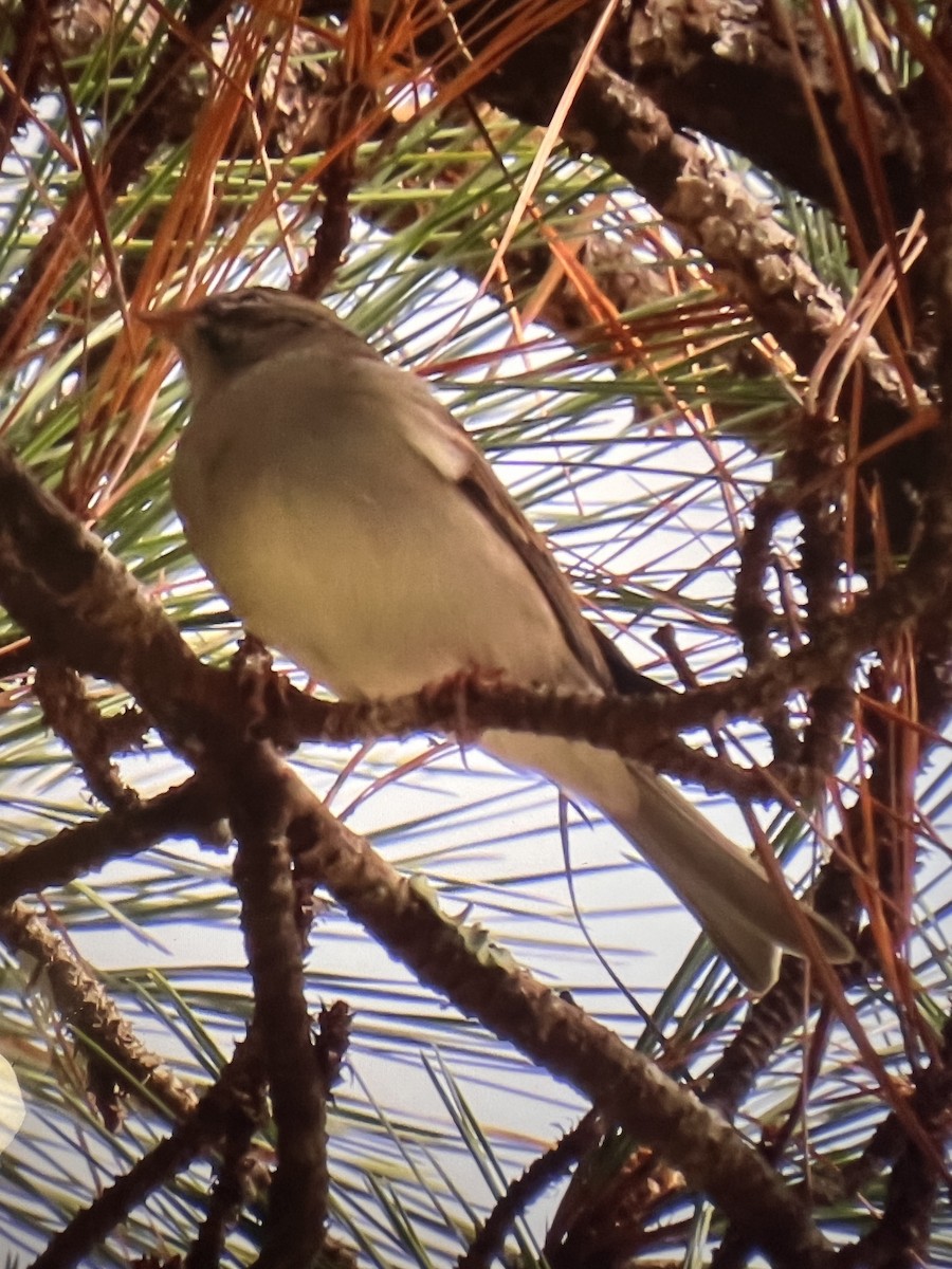 Cırcır Sesli Serçe - ML646616965