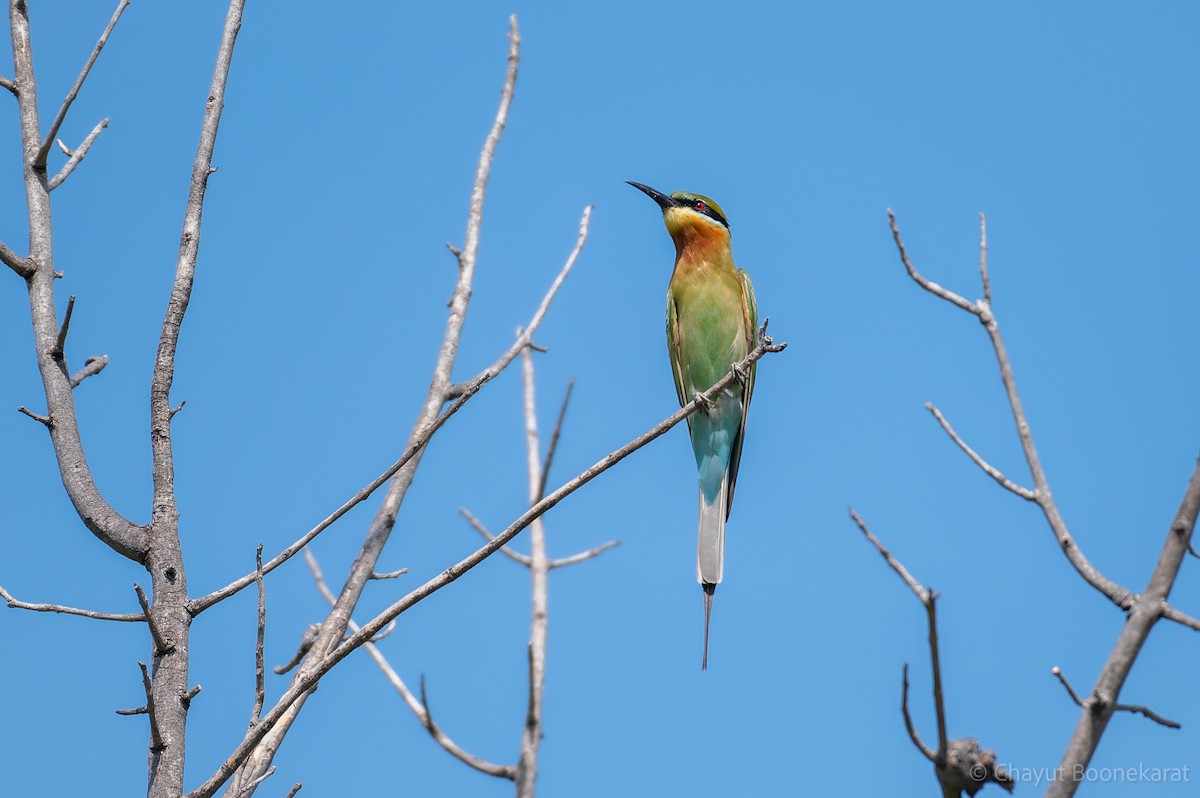 Blue-tailed Bee-eater - ML646616967