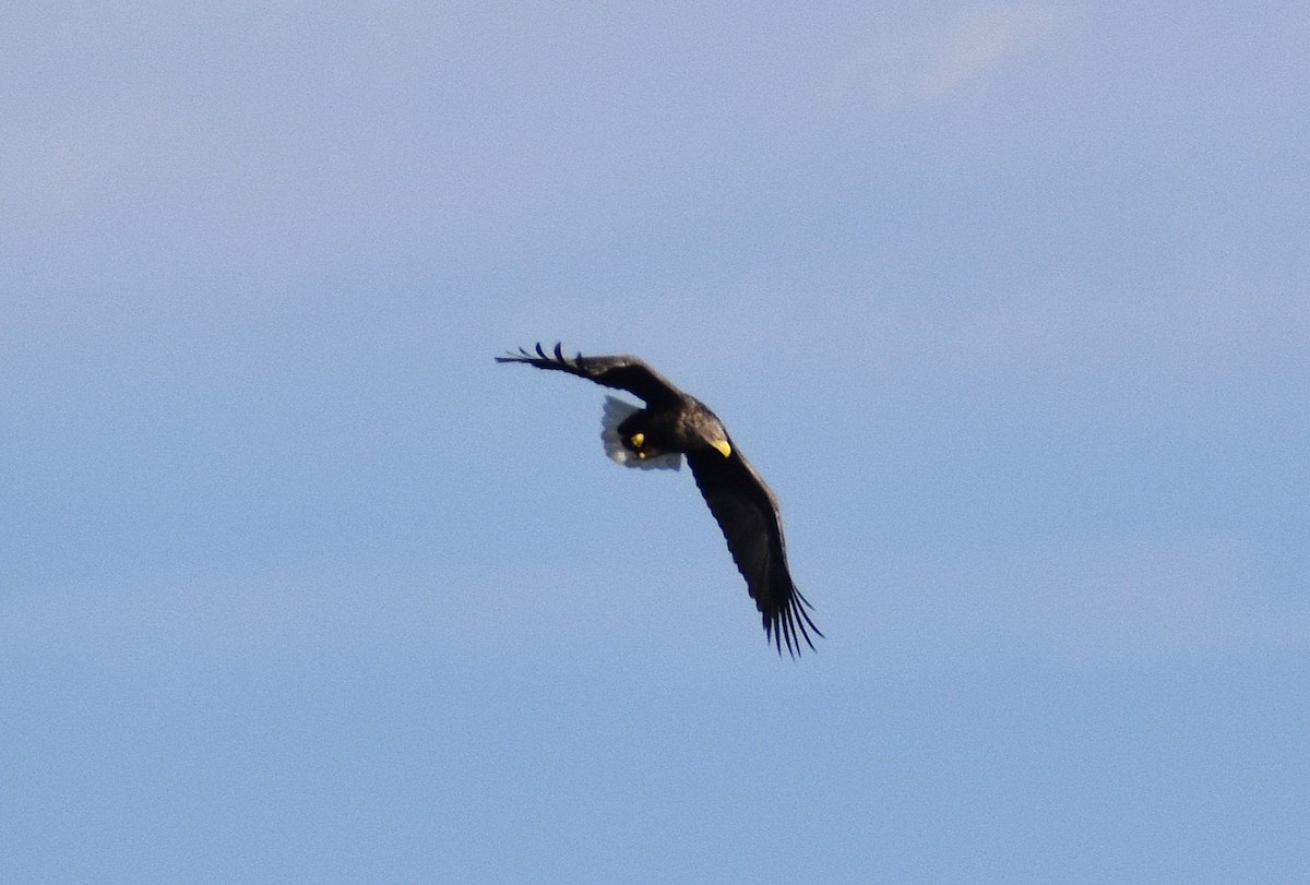 havørn - ML646616968