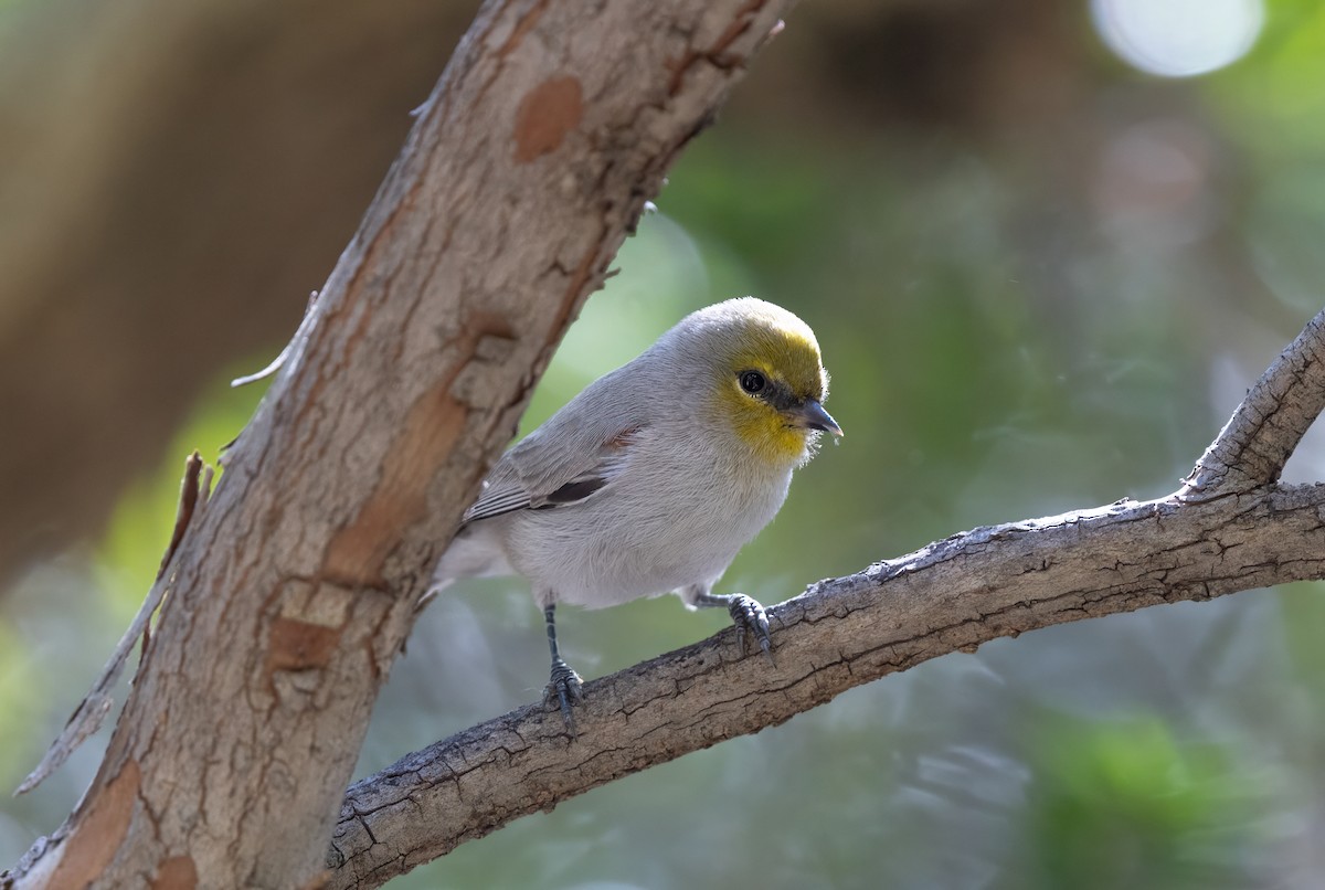 Verdin - ML646616970