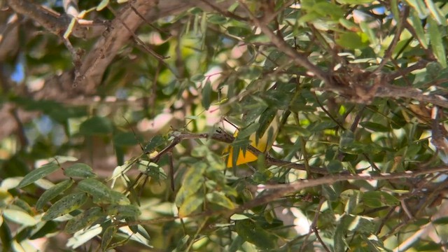 Пісняр жовтий - ML646616971