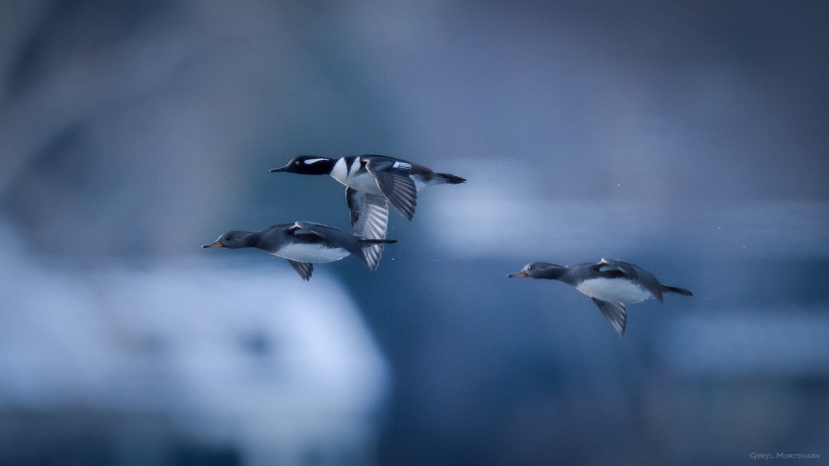 Hooded Merganser - ML646616973