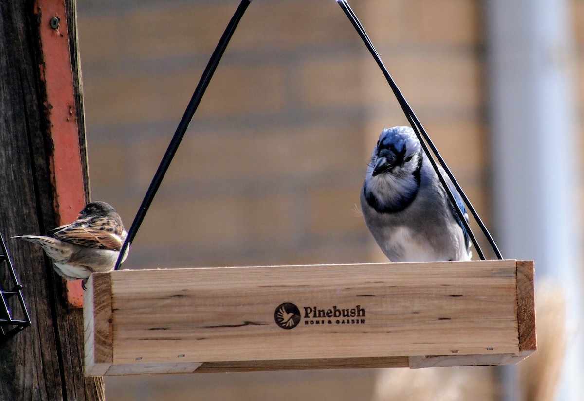 Blue Jay - ML646616976