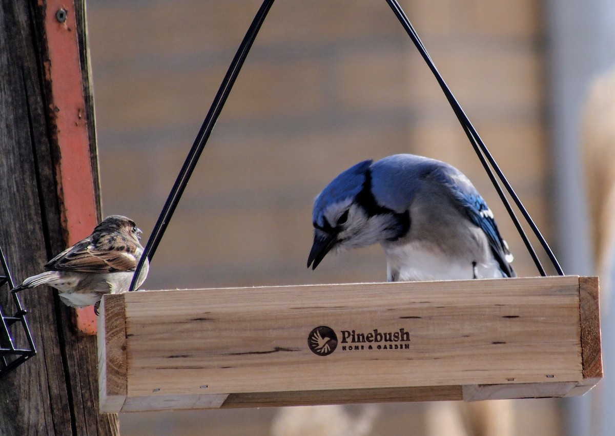 Blue Jay - ML646616980