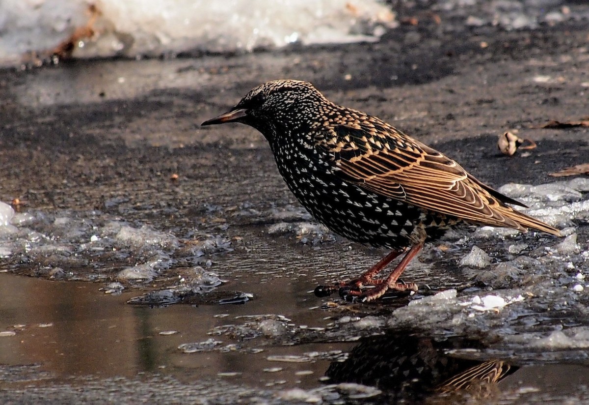 European Starling - ML646616981