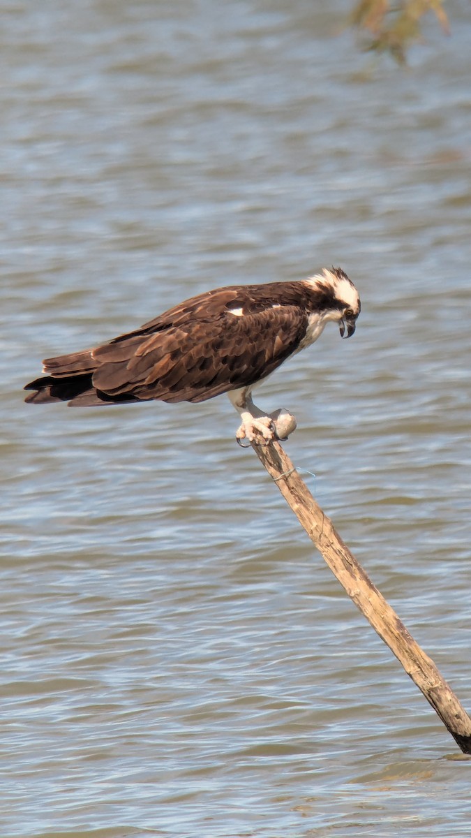 Fischadler - ML646616982