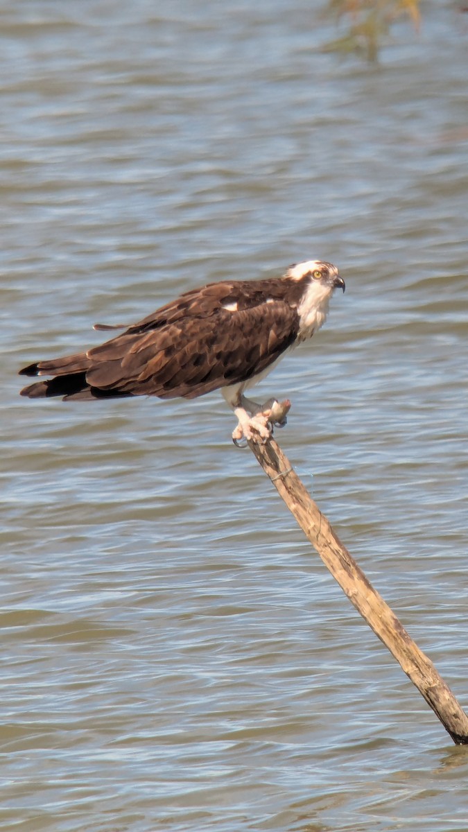 Fischadler - ML646616984