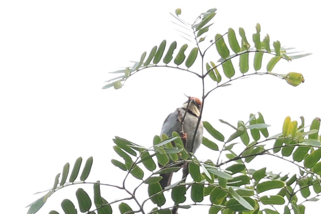 チャボウシヒメムシクイ - ML646616985