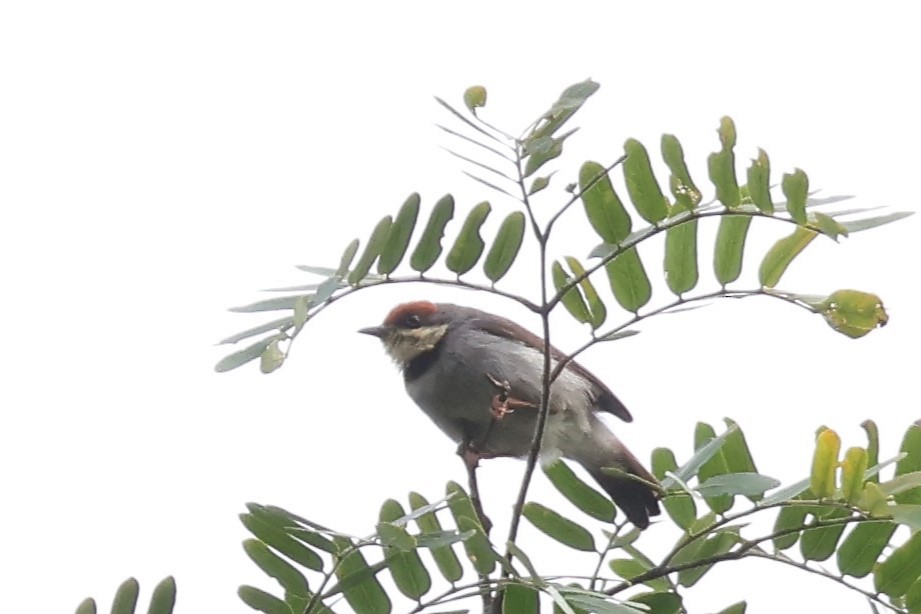 チャボウシヒメムシクイ - ML646616986