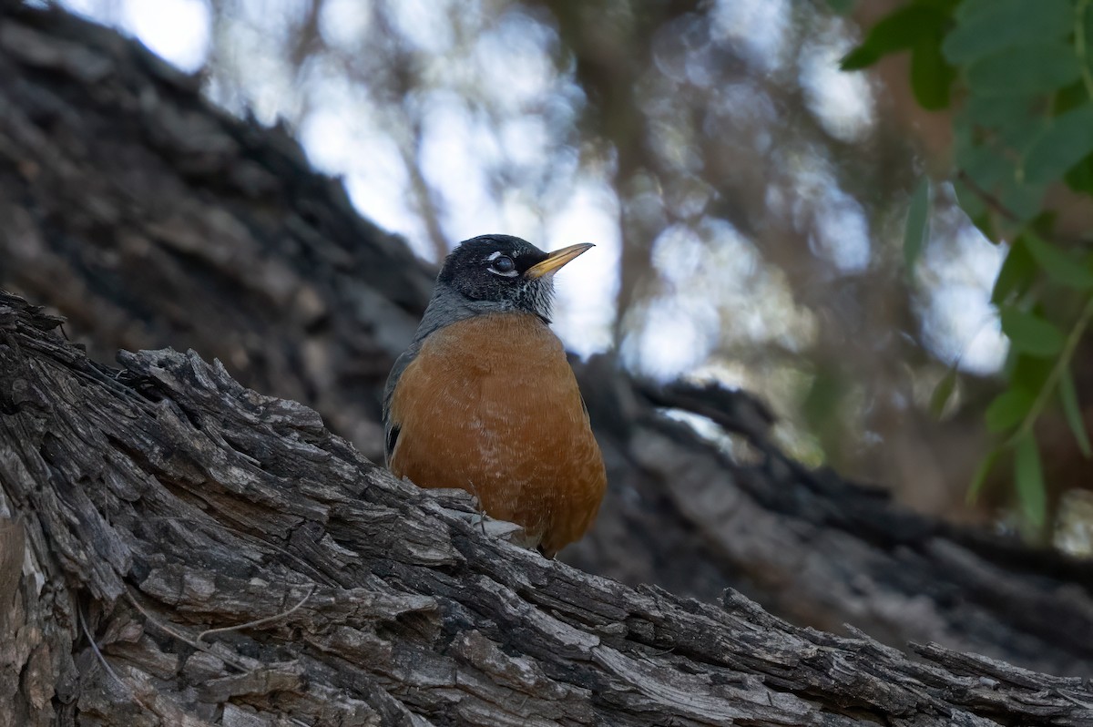 Дрізд мандрівний - ML646616987