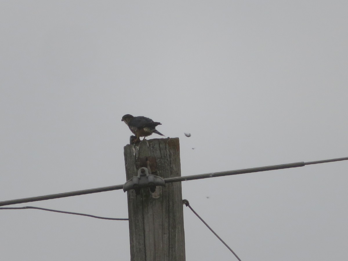 Merlin - ML646616989