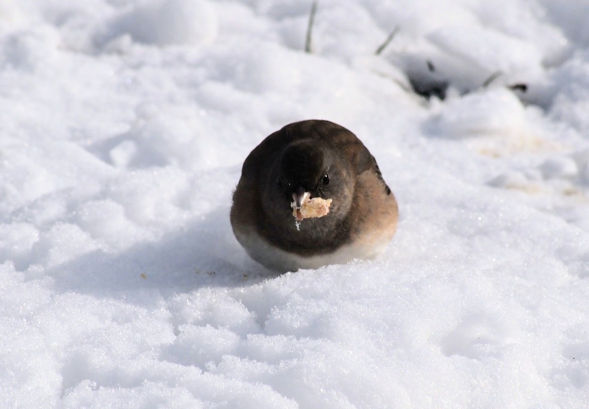 Dark-eyed Junco - ML646616990
