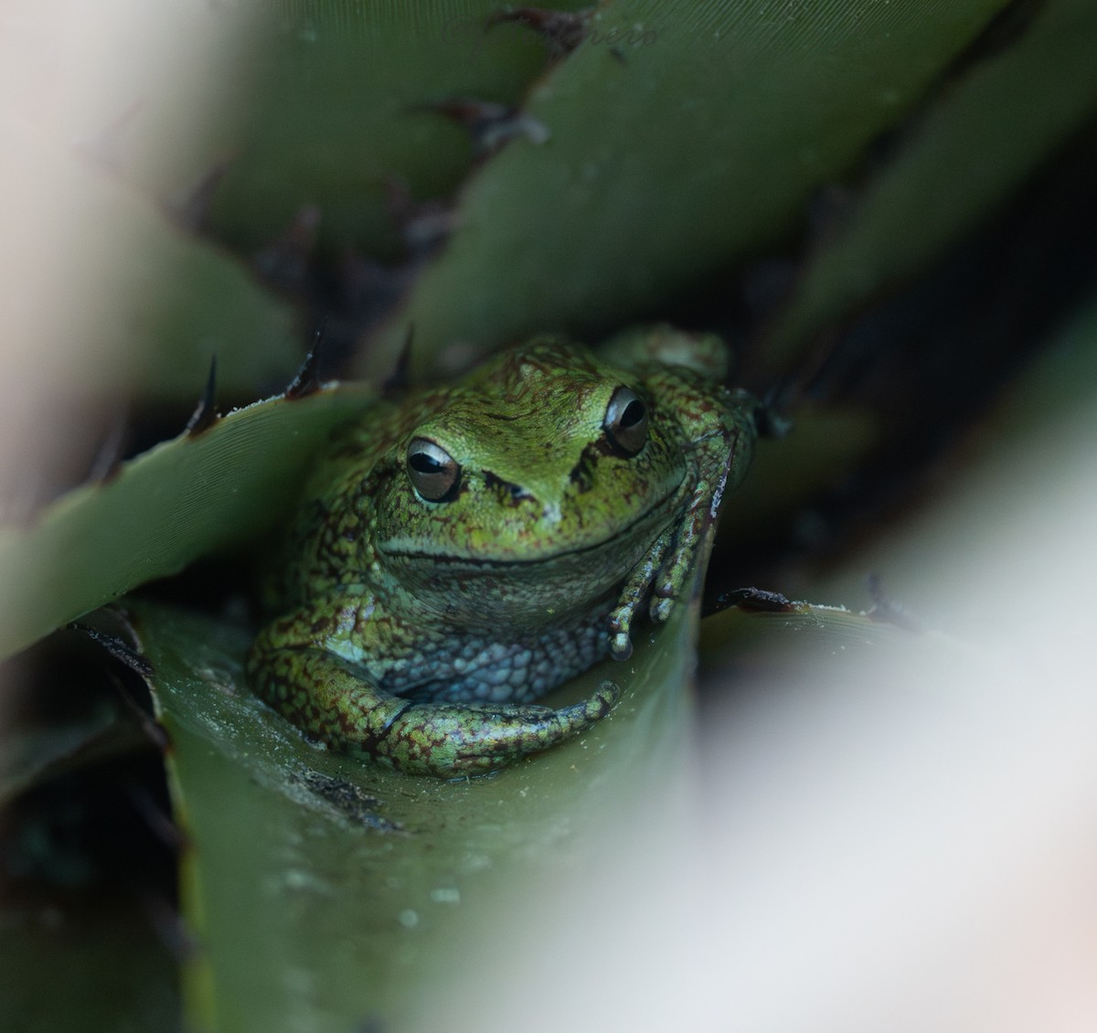 Animals - ML646616992