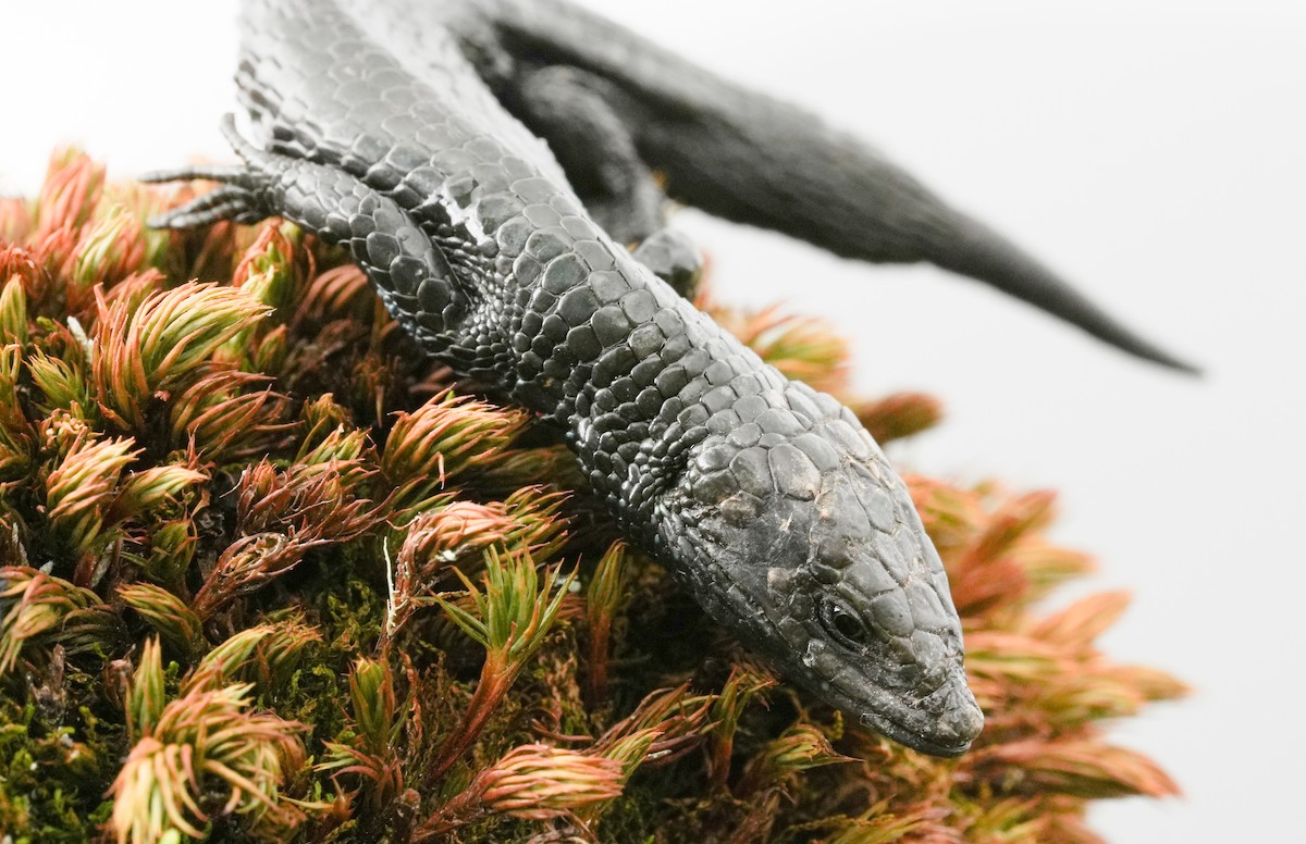 Animals - ML646616994