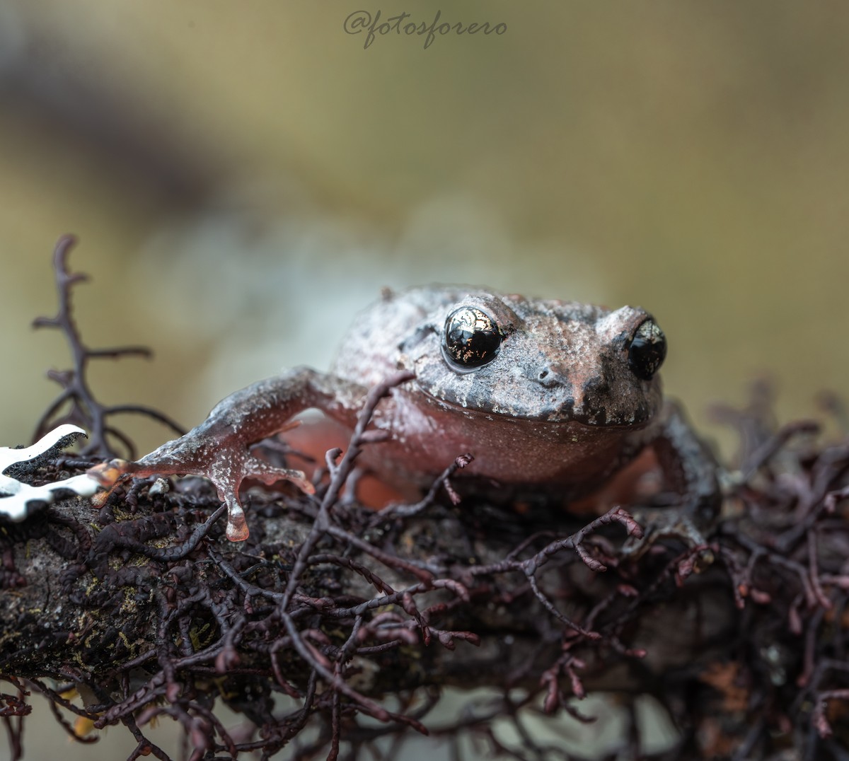 Animals - ML646616995