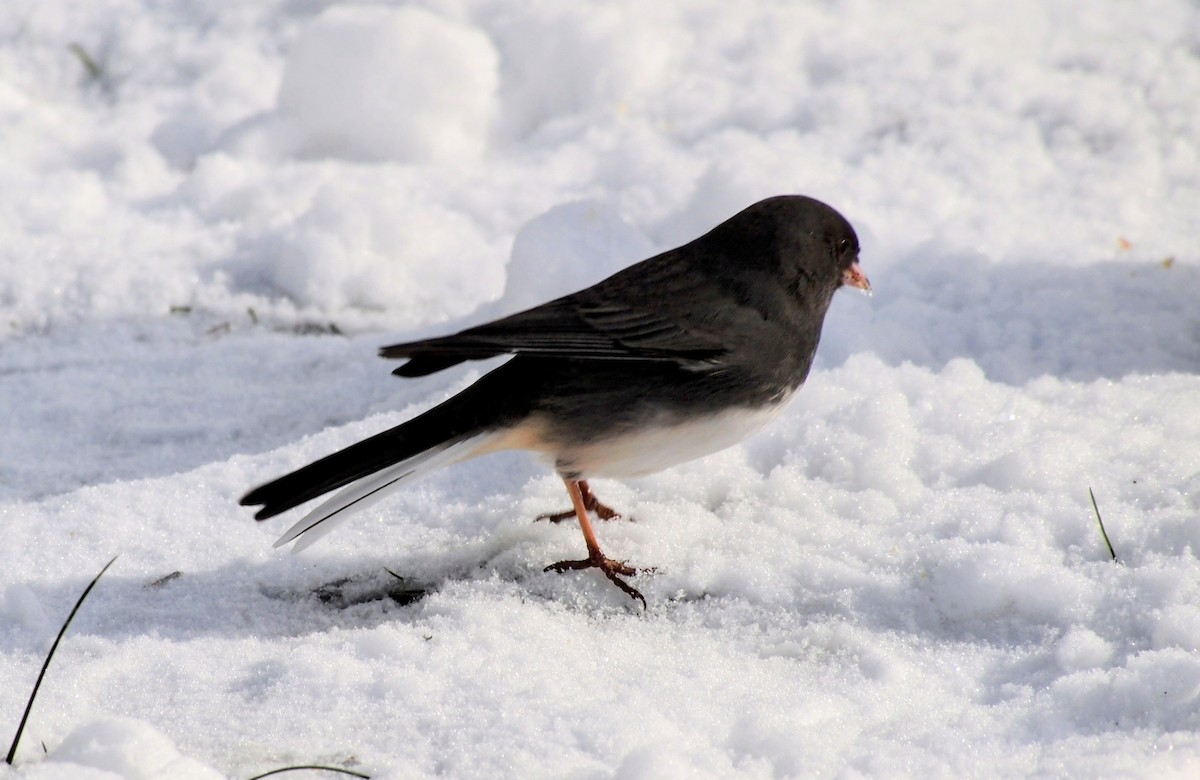 Dark-eyed Junco - ML646616996