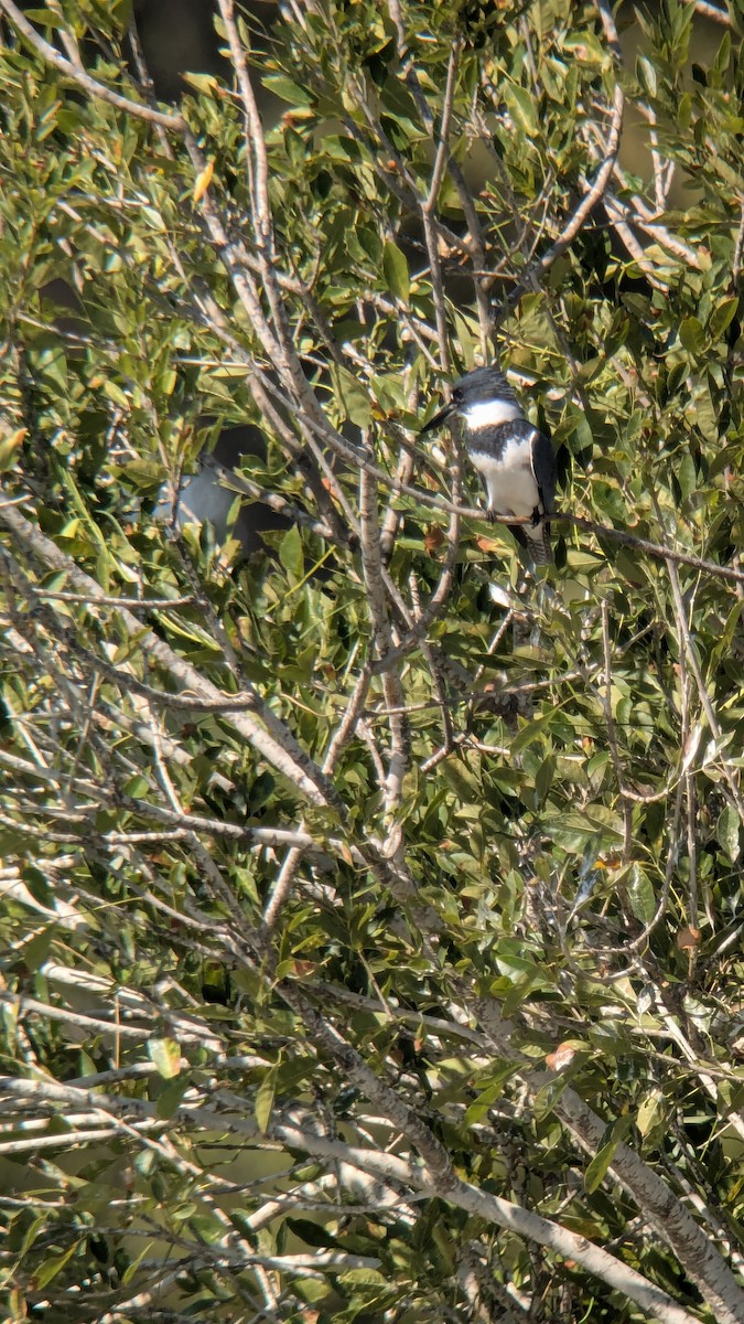 Gürtelfischer - ML646616997