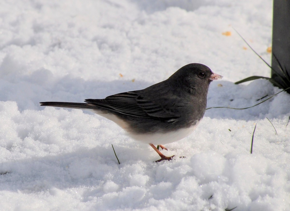 Dark-eyed Junco - ML646616998