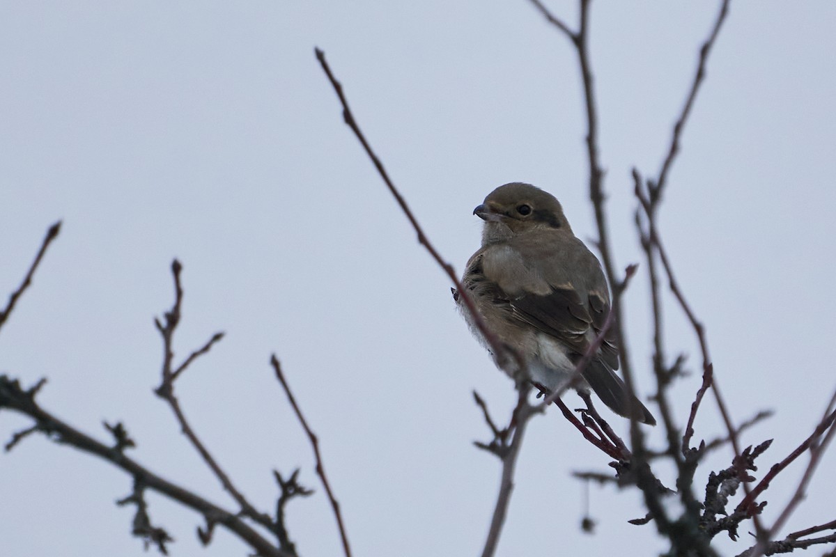 ťuhýk severní - ML646616999