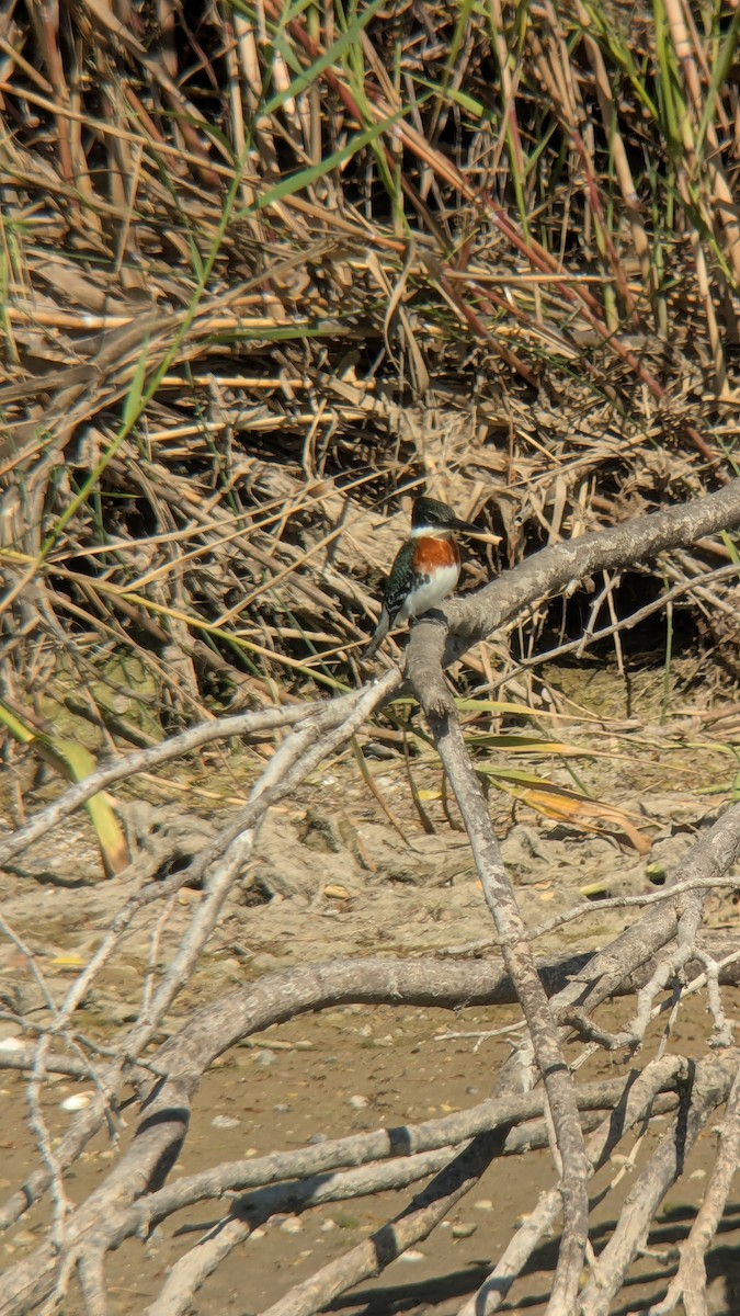 Grünfischer - ML646617002