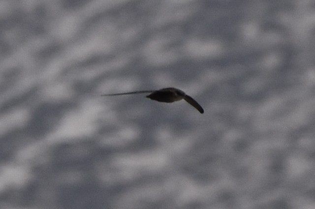 Chimney Swift - ML646617004