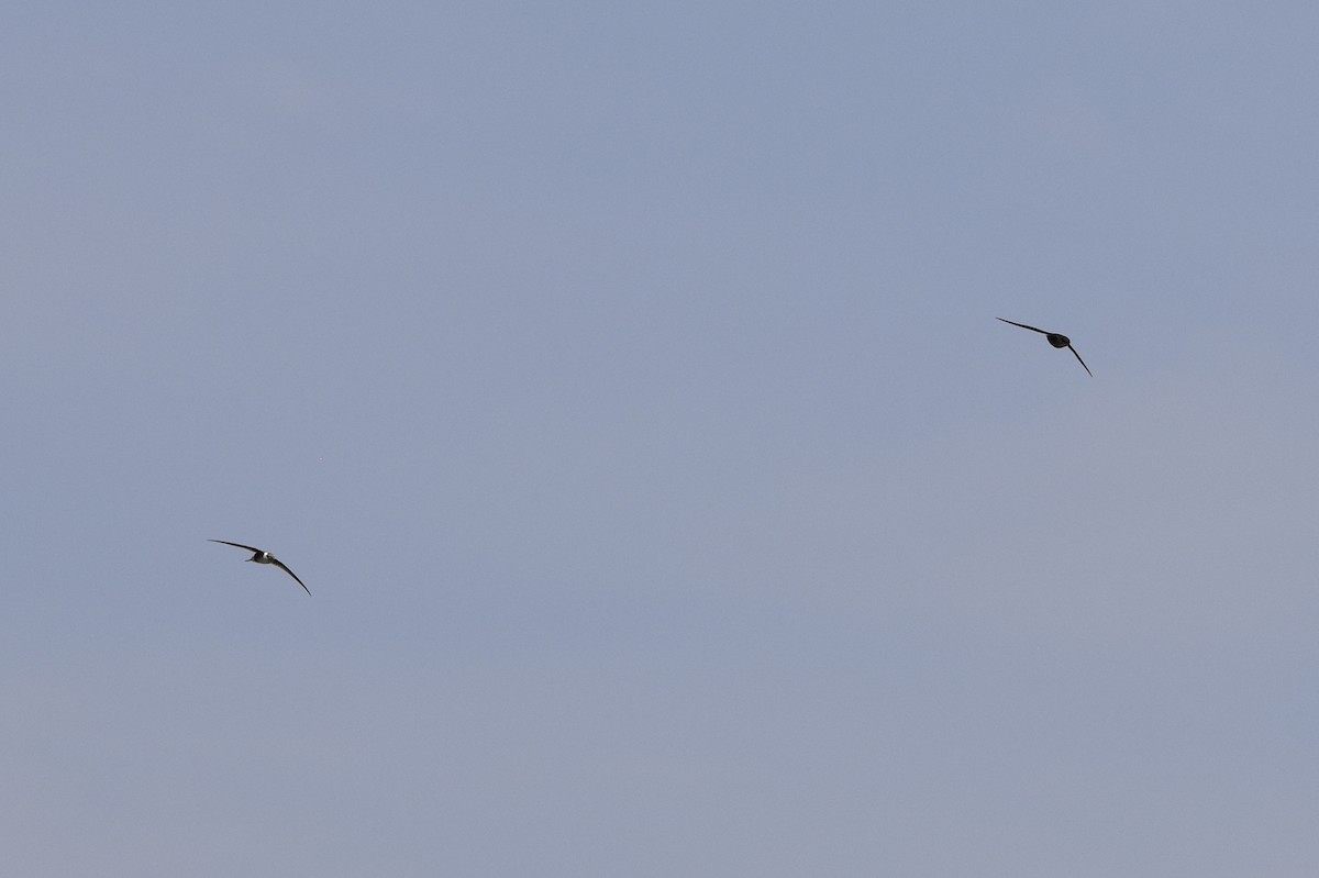 Chimney Swift - ML646617006