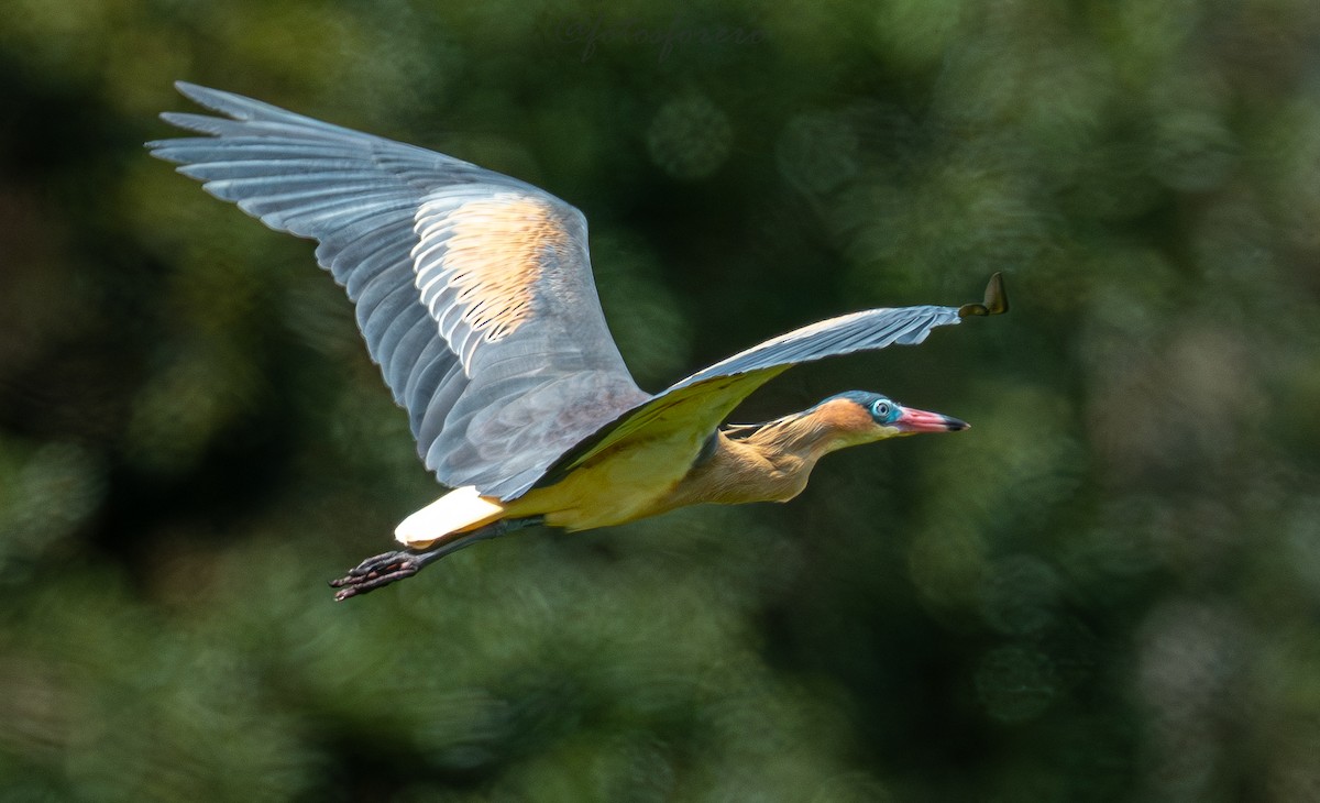 Whistling Heron - ML646617012