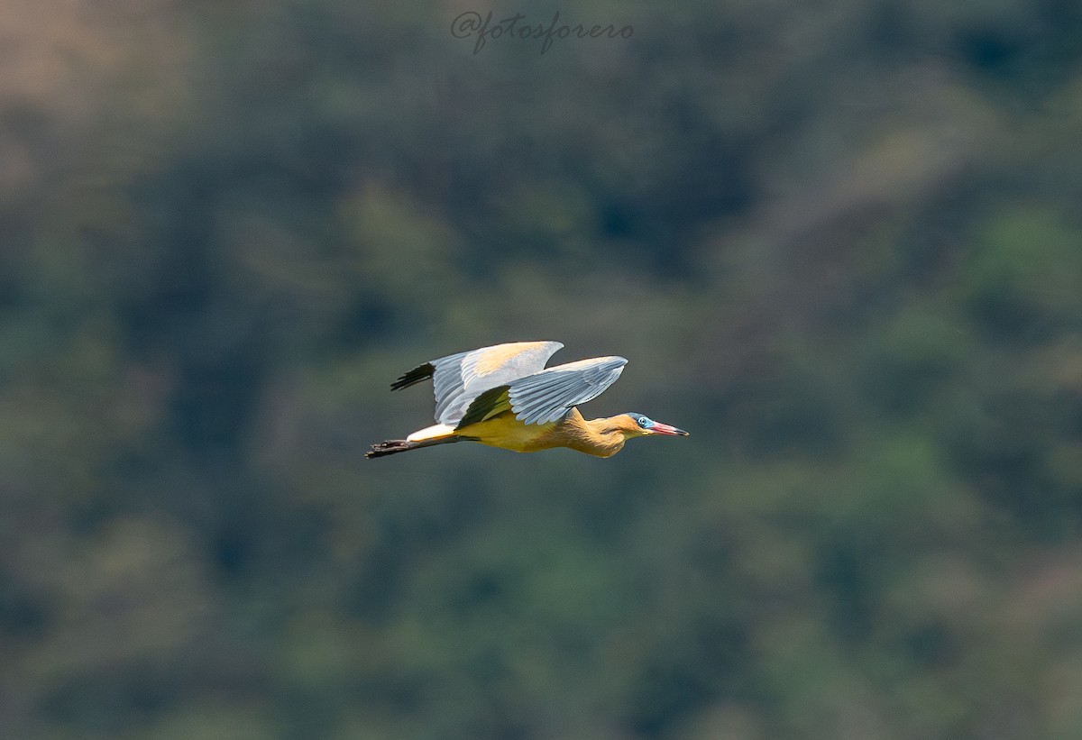 Whistling Heron - ML646617013