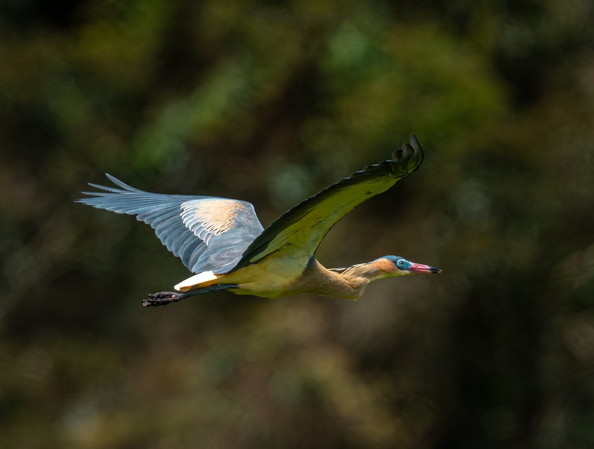 Whistling Heron - ML646617014